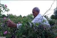 Meymand Extract Plants