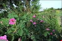 Meymand Extract Plants