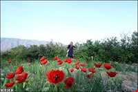 Meymand Extract Plants