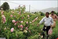 Meymand Extract Plants