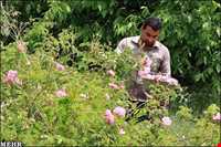 Meymand Extract Plants