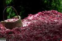 Meymand Extract Plants