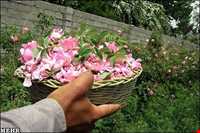 Meymand Extract Plants