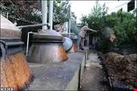 Meymand Extract Plants