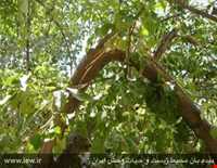 پناهگاه حیات وحش زریاب