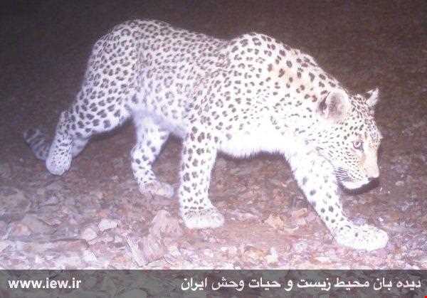 پناهگاه حیات وحش دربند