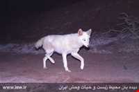 پناهگاه حیات وحش دربند