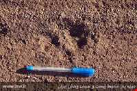 پناهگاه حیات وحش دربند