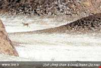 پناهگاه حیات وحش دربند