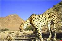 پناهگاه حیات وحش دربند