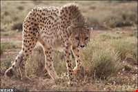 پناهگاه حیات وحش دربند