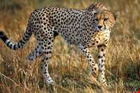 پناهگاه حیات وحش دربند