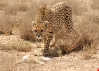 پناهگاه حیات وحش دربند