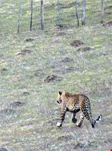 منطقه حفاظت شده لیسار