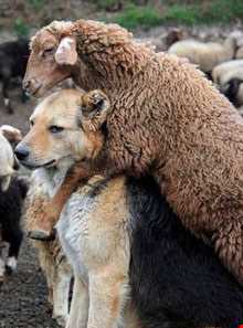 آداب گوسفندان در نصر آباد تفت