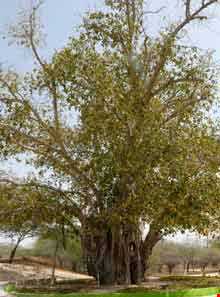 درخت سبز کیش