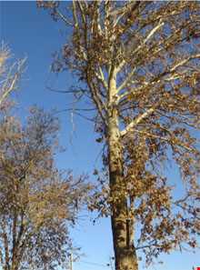 باغ نظر کرمان