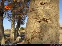 Kerman's Nazar Garden