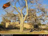 Kerman's Nazar Garden