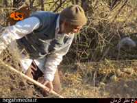 Kerman's Nazar Garden