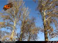 Kerman's Nazar Garden