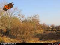 Kerman's Nazar Garden