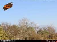 Kerman's Nazar Garden