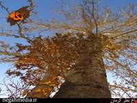 Kerman's Nazar Garden