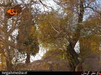 Kerman's Nazar Garden