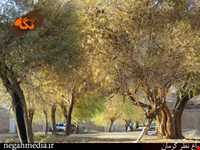 Kerman's Nazar Garden
