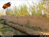 Kerman's Nazar Garden