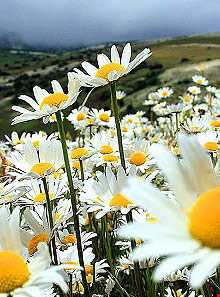 جشنواره گلهای بابونه