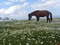 Chamomile Flowers Festival