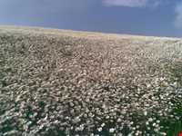 Chamomile Flowers Festival