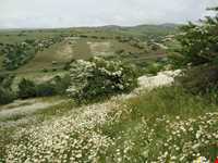 Chamomile Flowers Festival