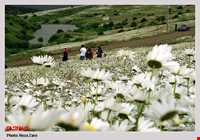 Chamomile Flowers Festival