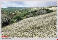 Chamomile Flowers Festival