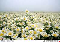Chamomile Flowers Festival