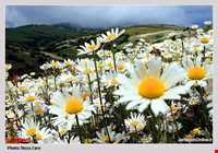 Chamomile Flowers Festival