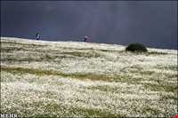 Chamomile Flowers Festival