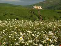 Chamomile Flowers Festival