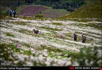 Chamomile Flowers Festival