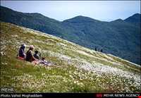 Chamomile Flowers Festival