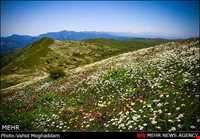 Chamomile Flowers Festival