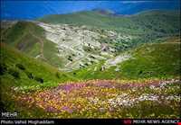 Chamomile Flowers Festival