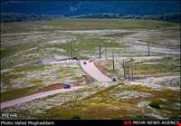 Chamomile Flowers Festival