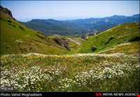 Chamomile Flowers Festival
