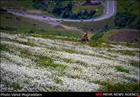 Chamomile Flowers Festival