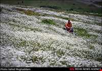 Chamomile Flowers Festival