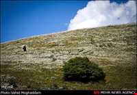 Chamomile Flowers Festival